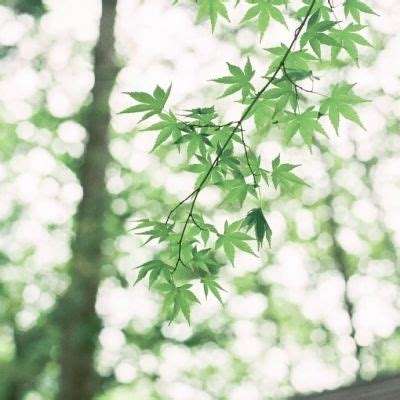 萝卜小子玩滑板